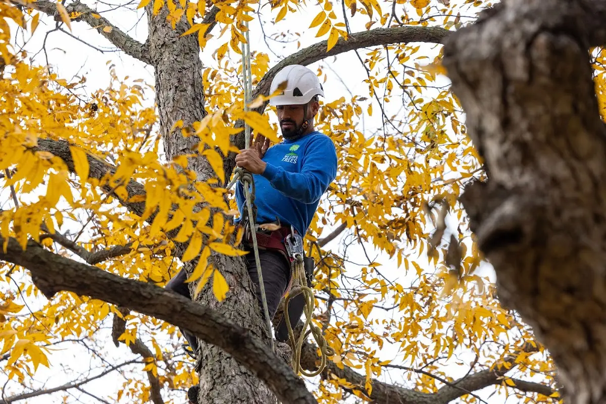 Skilled Tree Pruning crew working in Newton